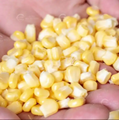 Corn Threshing Washing Blanching Dewatering Drying Processing Line 4