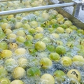 Automatic Fruit Pitting Machine Fruit Bubble Washing Machine 500kg 4