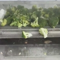 Broccoli Processing Machine Broccoli Blanching and Washing Machine 3