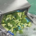 Broccoli Processing Machine Broccoli Blanching and Washing Machine 5
