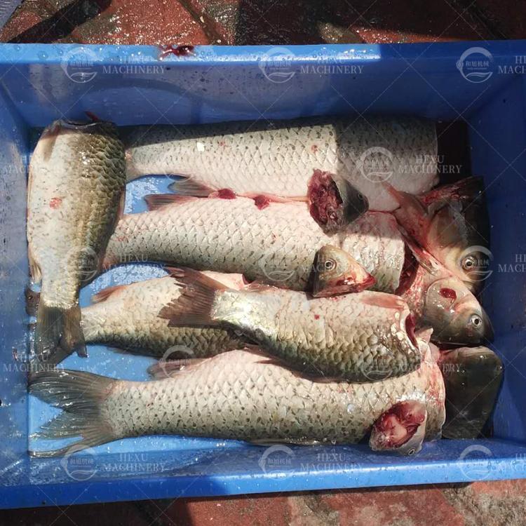 Fish Filleting Machine /Fish Head Removing Machine Fish Slicing Cutter Machine 6