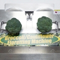 Broccoli Floretting Machine Vegetable Stem Cutting Separating Equipment 8