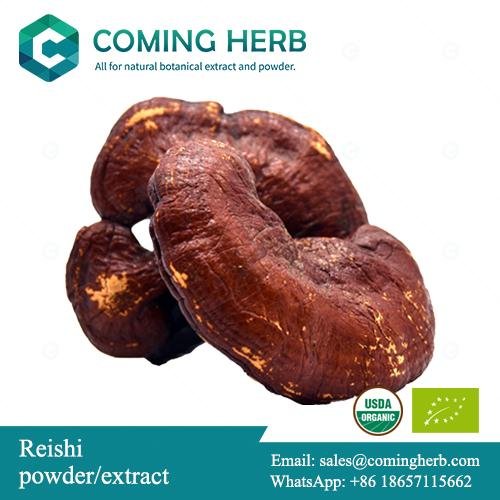 Ganoderma lucidum, Reishi powder, Reishi spore oil, Organic Reishi Extract