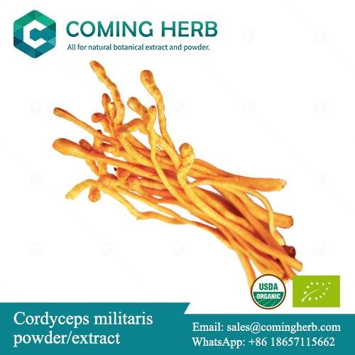 Organic Cordyceps militaris extract, Cordyceps militaris powder