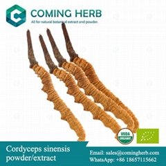Cordyceps sinensis extract/Cordyceps sinensis powder/Cordyceps sinensis mycelium