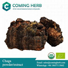 Chaga extract, Chaga beta glucan, Chaga powder, Inonotus obliquus extract