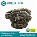 Wild Coriolus versicolor/Turkey tail/Trametes versicolor extract/powder, organic 1