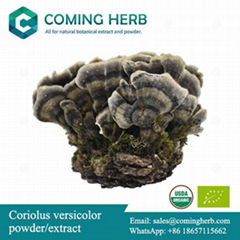 Wild Coriolus versicolor/Turkey tail/Trametes versicolor extract/powder, organic