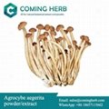 Agrocybe aegerita extract, Tea tree mushroom powder