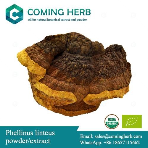 Phellinus linteus extract, Mesima powder, Sang Huang, Sanghwang