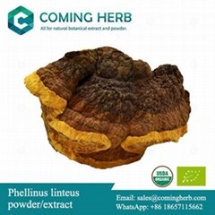 Phellinus linteus extract, Mesima powder, Sang Huang, Sanghwang
