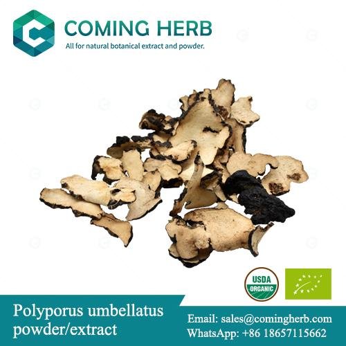 Polyporus umbellatus extract, Zhu Ling powder, Umbrella polypore