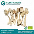 Coprinus comatus extract, Shaggy mane mushroom powder, Lawyer’s wig