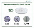 Hydrolyzed Sponge Spongilla Spicules Powder Cosmetic Ingredient 1