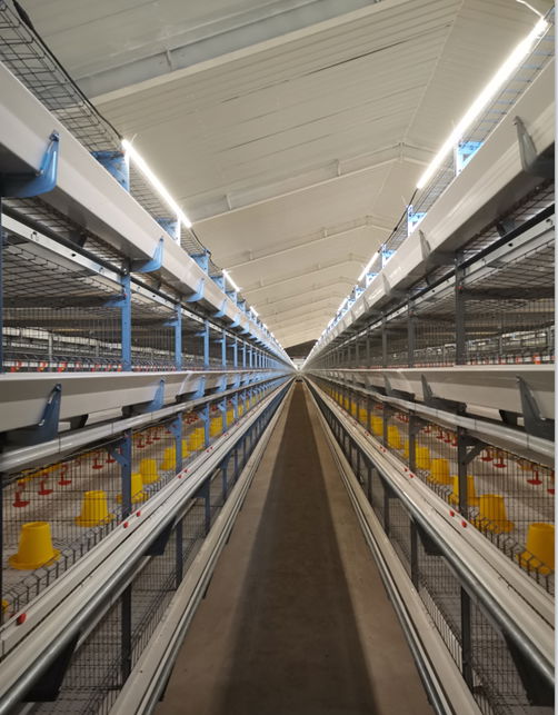 poultry battery cages 2