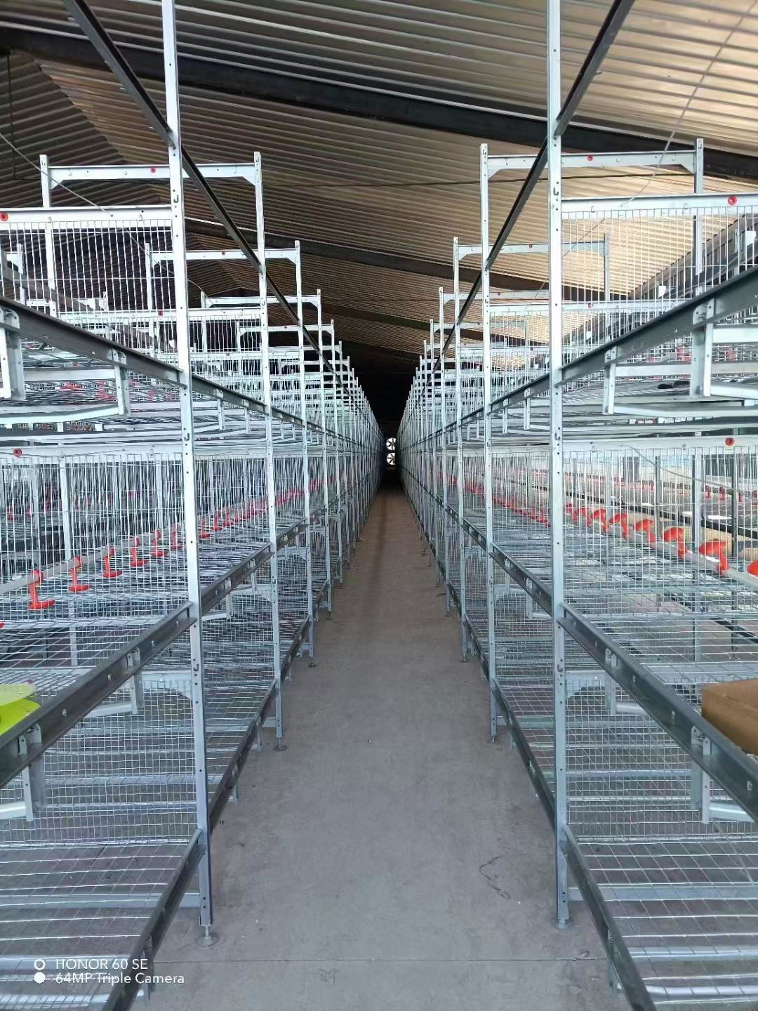 poultry battery cages 4