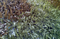 仿草叶型吸波材料、茅草吸波材料、吸波毯