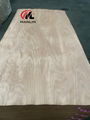 Okoume veneer  1