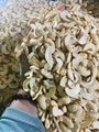 Free Samples White Split Cashew Good Logistics Service Raw Cashew NutsBRC ISO HA