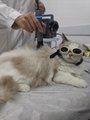 兽医专用设备猫狗康复