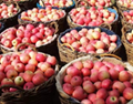 Freshly picked red apples are crisp and sweet fuji apple