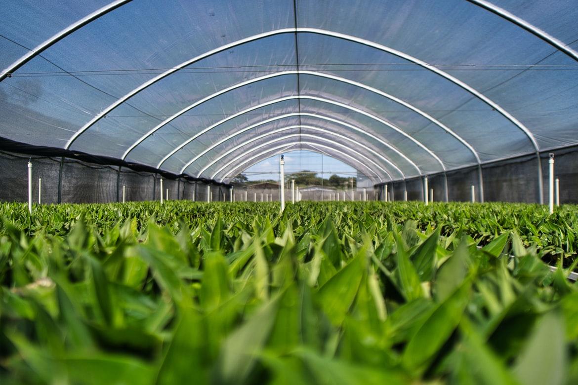 Single-span Agriculture Greenhouse Tunnel Greenhouse 2