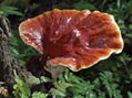 Ganoderma Lucidum（Reishi)  Extract 1