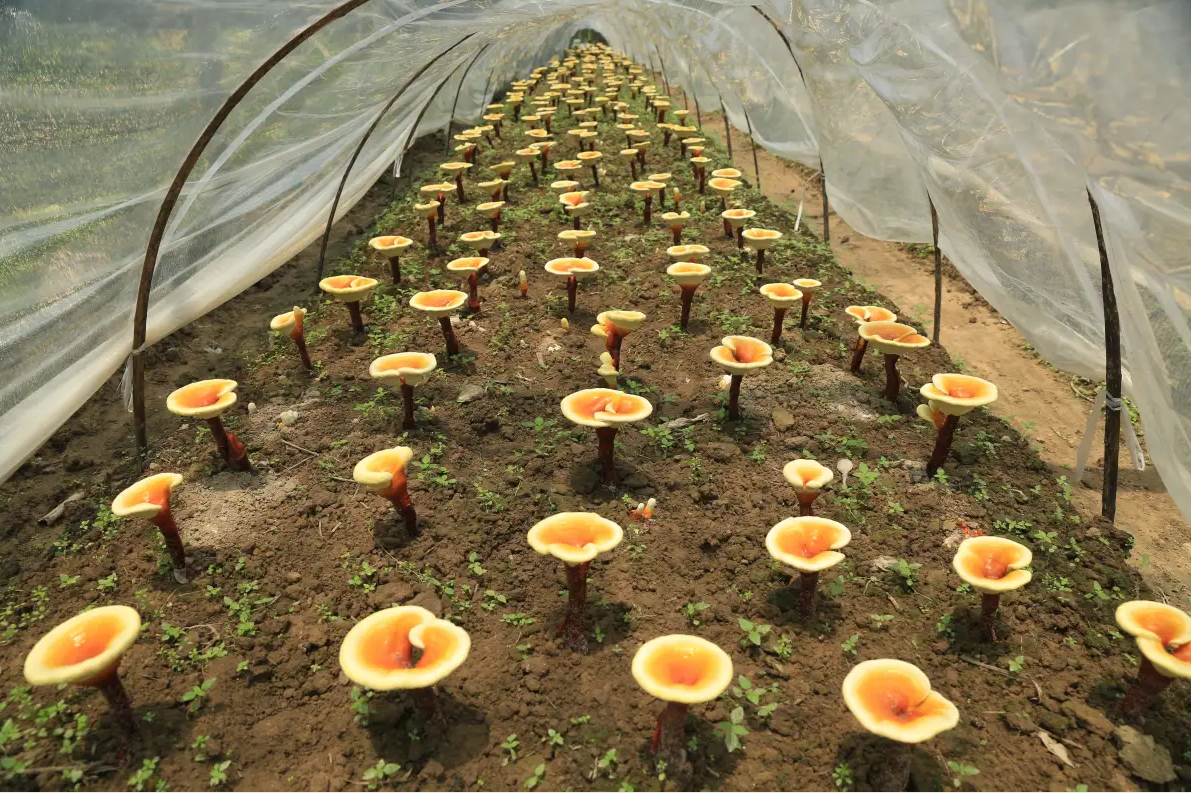 Ganoderma Lucidum（Reishi)  Extract 3