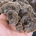 Coriolus versicolor（Turkey Tail）Extract