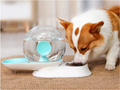 Pet Water Dispenser 5