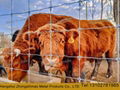 wire mesh  fence for cow/sheep/animal 2