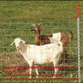 Grassland Fence