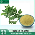 橄榄叶提取物 橄榄苦甙20%
