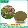 紫锥菊提取物 紫锥菊多酚 松果