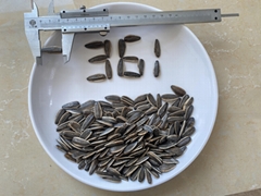 sunflower seeds in shell