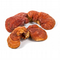 Mushroom Extract