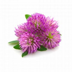 Red Clover Extract