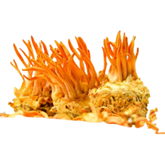 Cordyceps Powder Extract