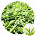 Green Tea Extract