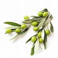 Olive Leaf Extract 2