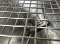 Welded steel mesh wire mesh Weaving net 3
