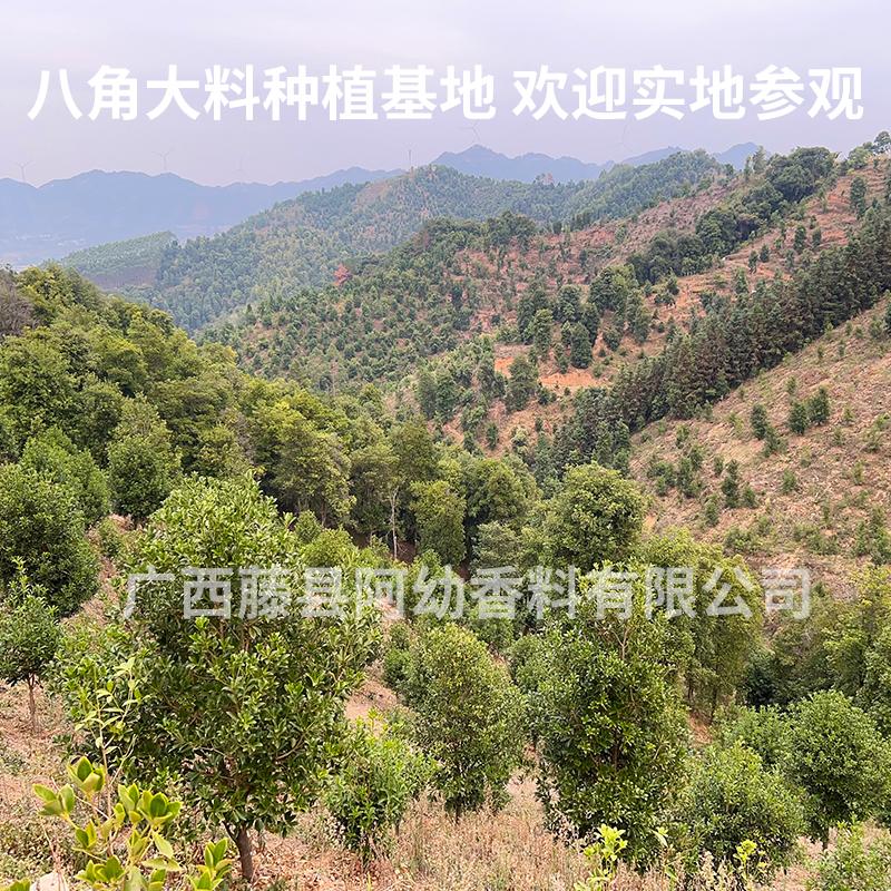 八角大料自種直銷 廣西特產八角 原產地直銷 4