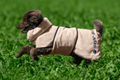Hunde-Trocknungscape Dry Dog II