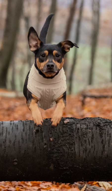 Dog Turtleneck Sweater 3