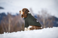 Sherpa Dog Sweater