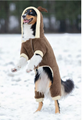 Teddy fleece dog coat with small  reindeer hood 