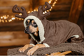 Teddy fleece dog coat with small  reindeer hood  3