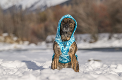 Batik Dog Hoodie Daphne
