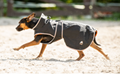 Dog Coat Ceramic Rehab 2
