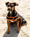 Dog Coat Ceramic Rehab 3